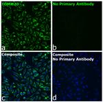 Rabbit IgG Fc Secondary Antibody in Immunocytochemistry (ICC/IF)