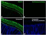 Rabbit IgG Fc Secondary Antibody in Immunohistochemistry (Paraffin) (IHC (P))