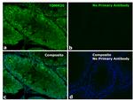 Rabbit IgG Fc Secondary Antibody in Immunohistochemistry (Paraffin) (IHC (P))