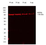 Rabbit IgG Fc Secondary Antibody in Western Blot (WB)