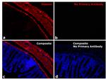 Rabbit IgG Fc Secondary Antibody in Immunohistochemistry (Paraffin) (IHC (P))