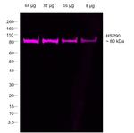 Rabbit IgG Fc Secondary Antibody in Western Blot (WB)