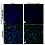 Mouse IgG1 Fc Secondary Antibody in Immunocytochemistry (ICC/IF)