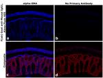 Mouse IgG1 Fc Secondary Antibody in Immunohistochemistry (PFA fixed) (IHC (PFA))