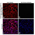 Mouse IgG1 Fc Secondary Antibody in Immunocytochemistry (ICC/IF)