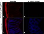 Mouse IgG1 Fc Secondary Antibody in Immunohistochemistry (PFA fixed) (IHC (PFA))