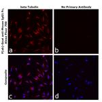 Mouse IgG1 Fc Secondary Antibody in Immunocytochemistry (ICC/IF)