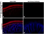 Mouse IgG1 Fc Secondary Antibody in Immunohistochemistry (PFA fixed) (IHC (PFA))