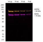 Mouse IgG1 Fc Secondary Antibody in Western Blot (WB)