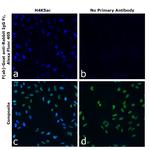 Rabbit IgG Fc Secondary Antibody in Immunocytochemistry (ICC/IF)