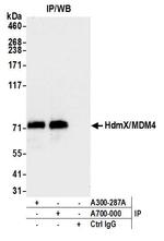 HdmX/MDM4 Antibody in Immunoprecipitation (IP)