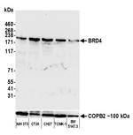 BRD4 Antibody in Western Blot (WB)