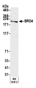 BRD4 Antibody in Western Blot (WB)