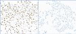 Phospho-KAP-1 (Ser824) Antibody in Immunocytochemistry (ICC/IF)