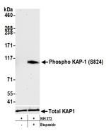 Phospho-KAP-1 (Ser824) Antibody in Western Blot (WB)