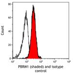 PBRM1 Antibody in Flow Cytometry (Flow)