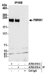 PBRM1 Antibody in Immunoprecipitation (IP)