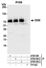 CD86 Antibody in Immunoprecipitation (IP)