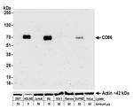 CD86 Antibody in Western Blot (WB)