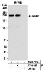 MED1 Antibody in Immunoprecipitation (IP)