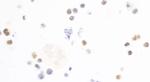 c-Maf Antibody in Immunocytochemistry (ICC/IF)