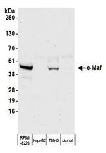 c-Maf Antibody in Western Blot (WB)