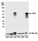 c-Maf Antibody in Western Blot (WB)