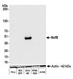 MafB Antibody in Western Blot (WB)