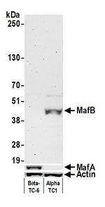 MafB Antibody in Western Blot (WB)