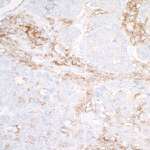 SIRP alpha Antibody in Immunohistochemistry (Paraffin) (IHC (P))