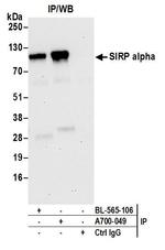 SIRP alpha Antibody in Immunoprecipitation (IP)