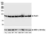 Rad21 Antibody in Western Blot (WB)