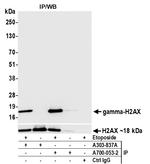 gamma-H2AX Antibody in Immunoprecipitation (IP)