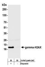 gamma-H2AX Antibody in Western Blot (WB)