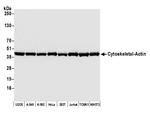 Cytoskeletal Actin Antibody in Western Blot (WB)