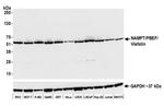 NAMPT/PBEF/Visfatin Antibody in Western Blot (WB)