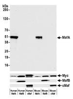 MafA Antibody in Western Blot (WB)