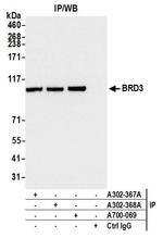 BRD3 Antibody in Immunoprecipitation (IP)