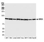 BRD3 Antibody in Western Blot (WB)