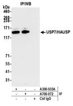 USP7/HAUSP Antibody in Immunoprecipitation (IP)