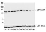 USP7/HAUSP Antibody in Western Blot (WB)