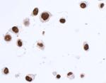 SOX10 Antibody in Immunocytochemistry (ICC/IF)