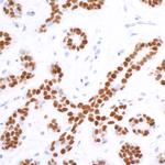 SOX10 Antibody in Immunohistochemistry (Paraffin) (IHC (P))