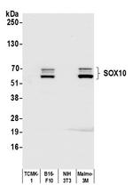 SOX10 Antibody in Western Blot (WB)