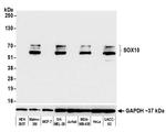 SOX10 Antibody in Western Blot (WB)