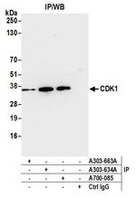 CDK1 Antibody in Immunoprecipitation (IP)