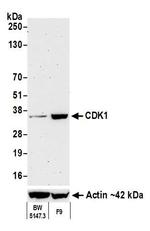 CDK1 Antibody in Western Blot (WB)