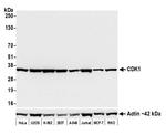 CDK1 Antibody in Western Blot (WB)