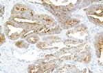 TJP1/ZO-1 Antibody in Immunohistochemistry (Paraffin) (IHC (P))