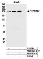 TJP1/ZO-1 Antibody in Immunoprecipitation (IP)